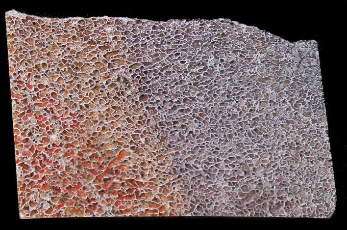 Polished Dinosaur Bone (Gembone) Slab - Colorado #38925